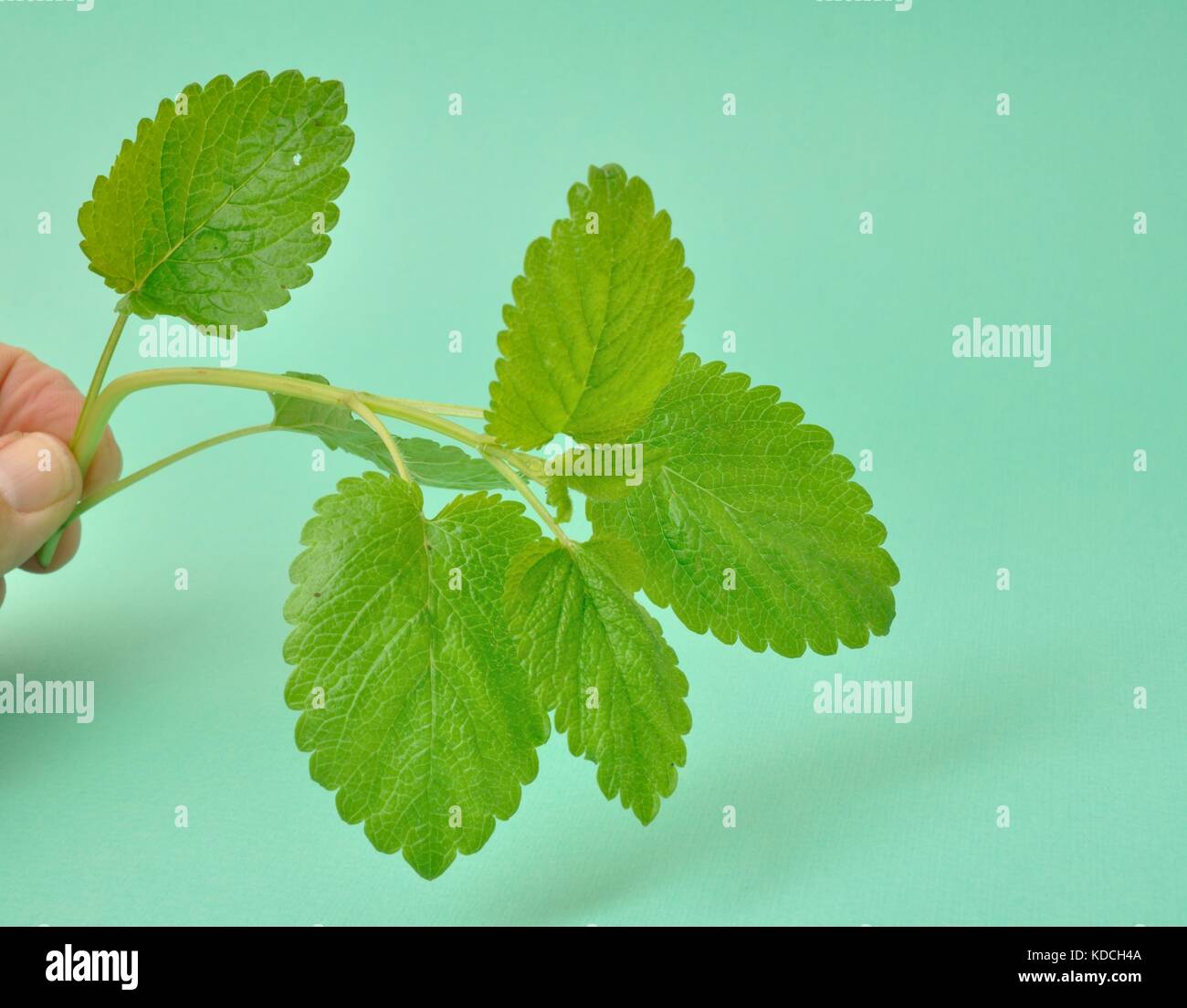 lemon balm Stock Photo