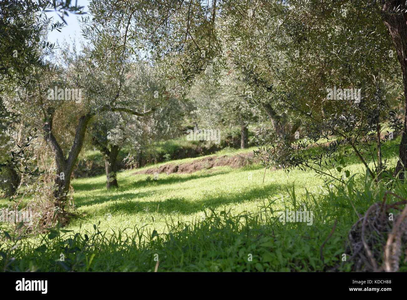 Olive Trees In Gardens Patti Galbato In The Hills Above Patti