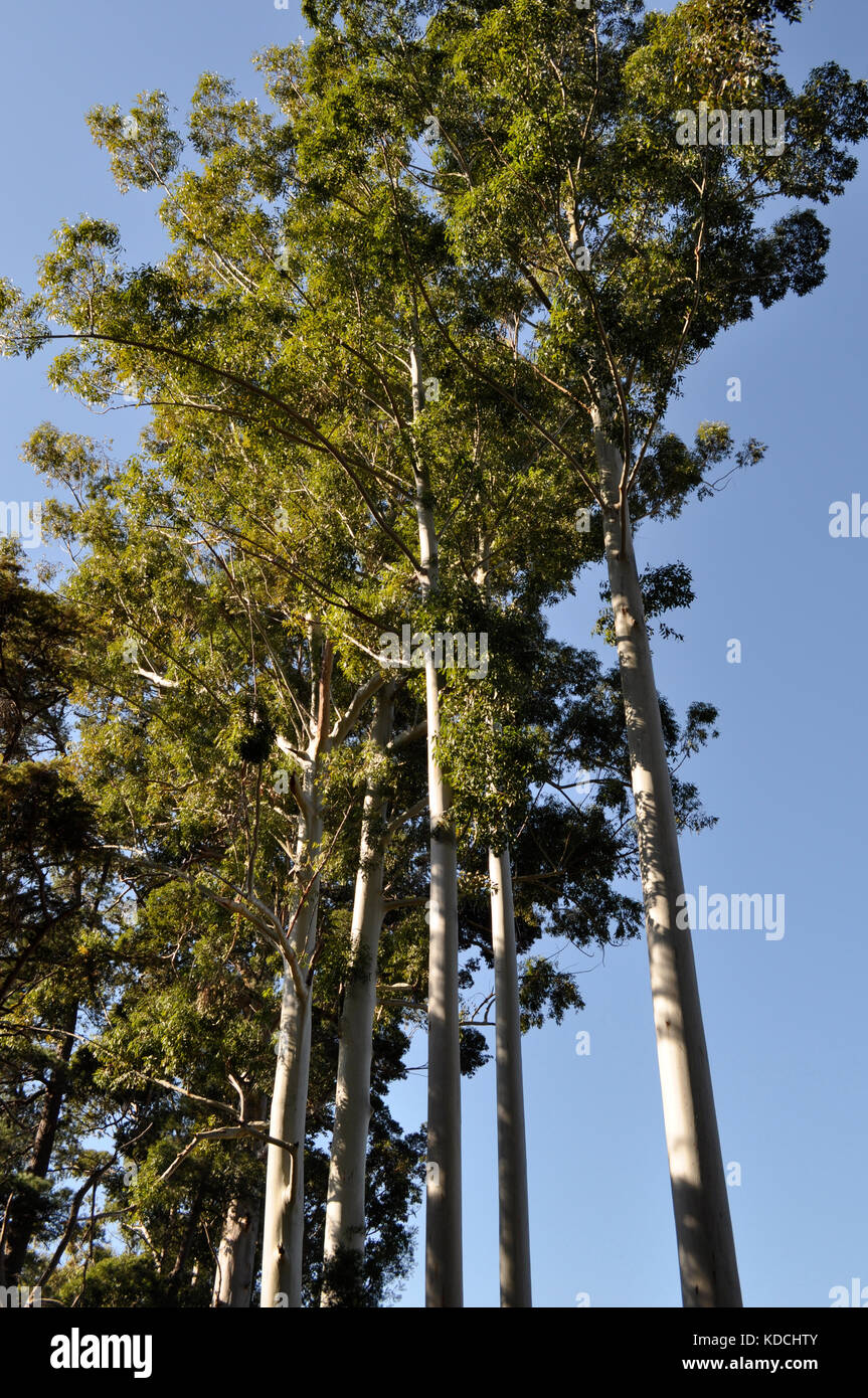 Gum Tree Eucalyptus African