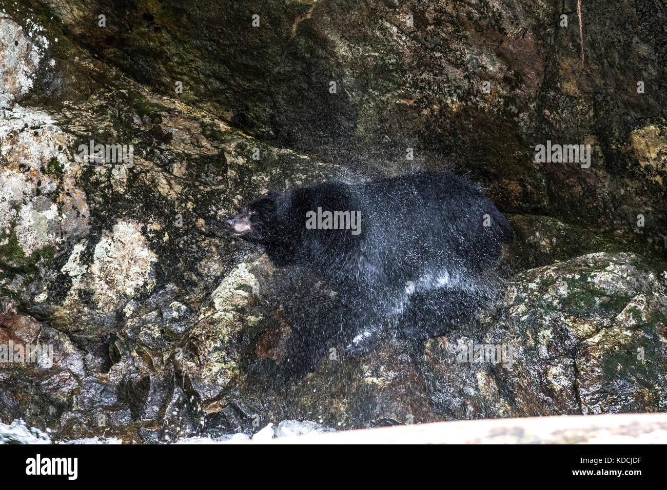 Black Bear Shaking Off Water Stock Photo Alamy