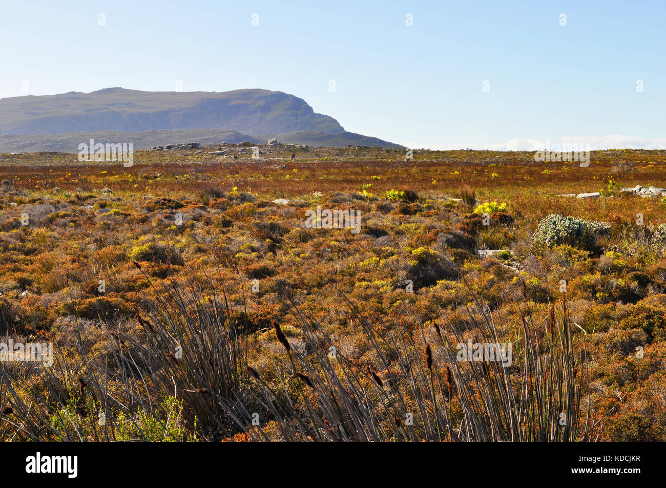 Fynbos Vegetation on the Cape Peninsula, near Cape Town, South Africa Stock Photo