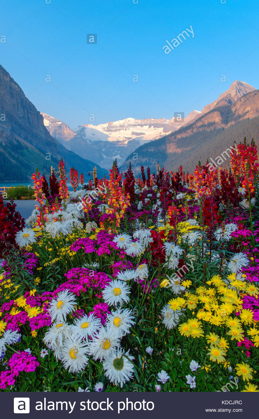 Banff National Park Flowers Stock Photos & Banff National Park Flowers