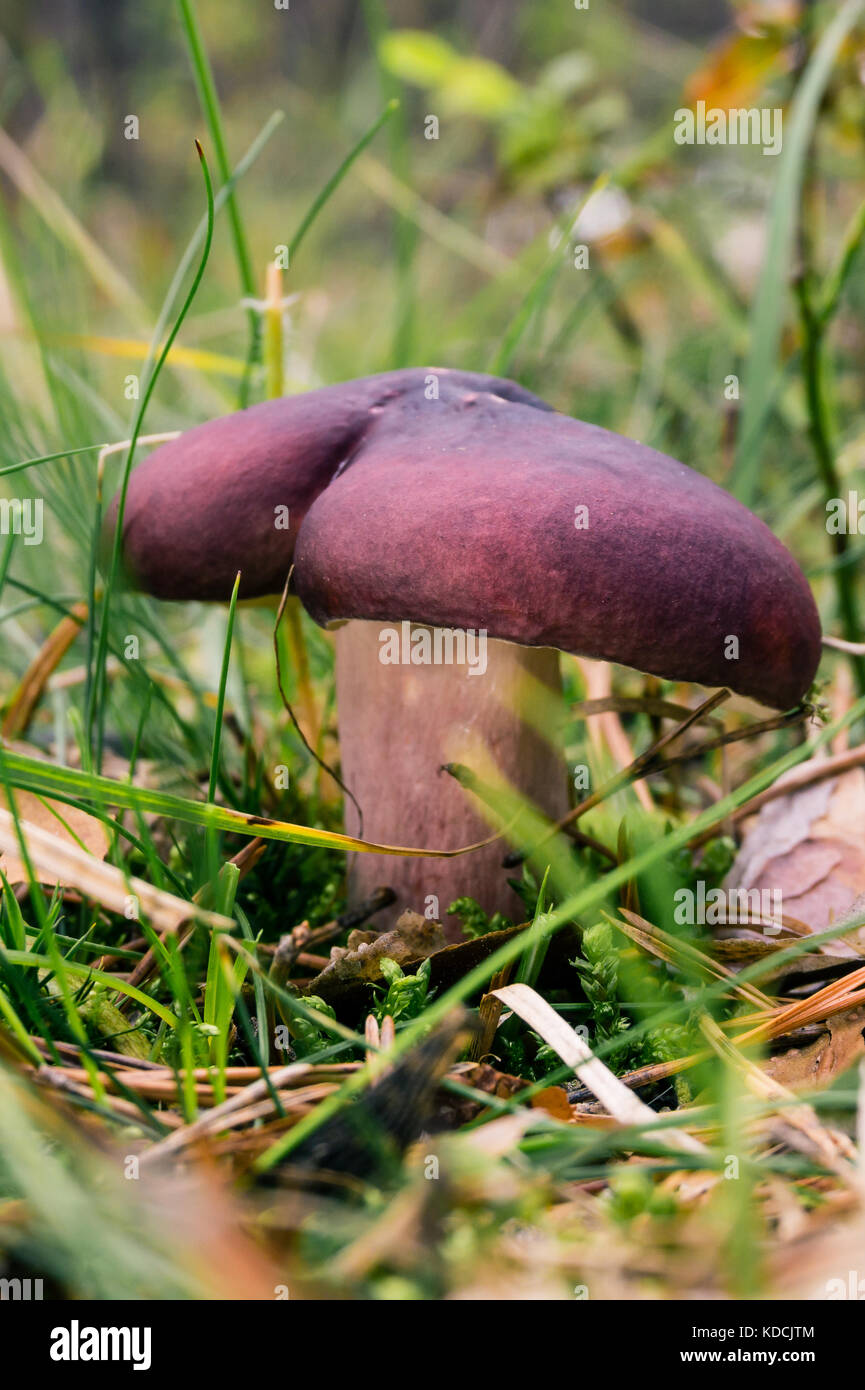 Purple mushroom hires stock photography and images Alamy