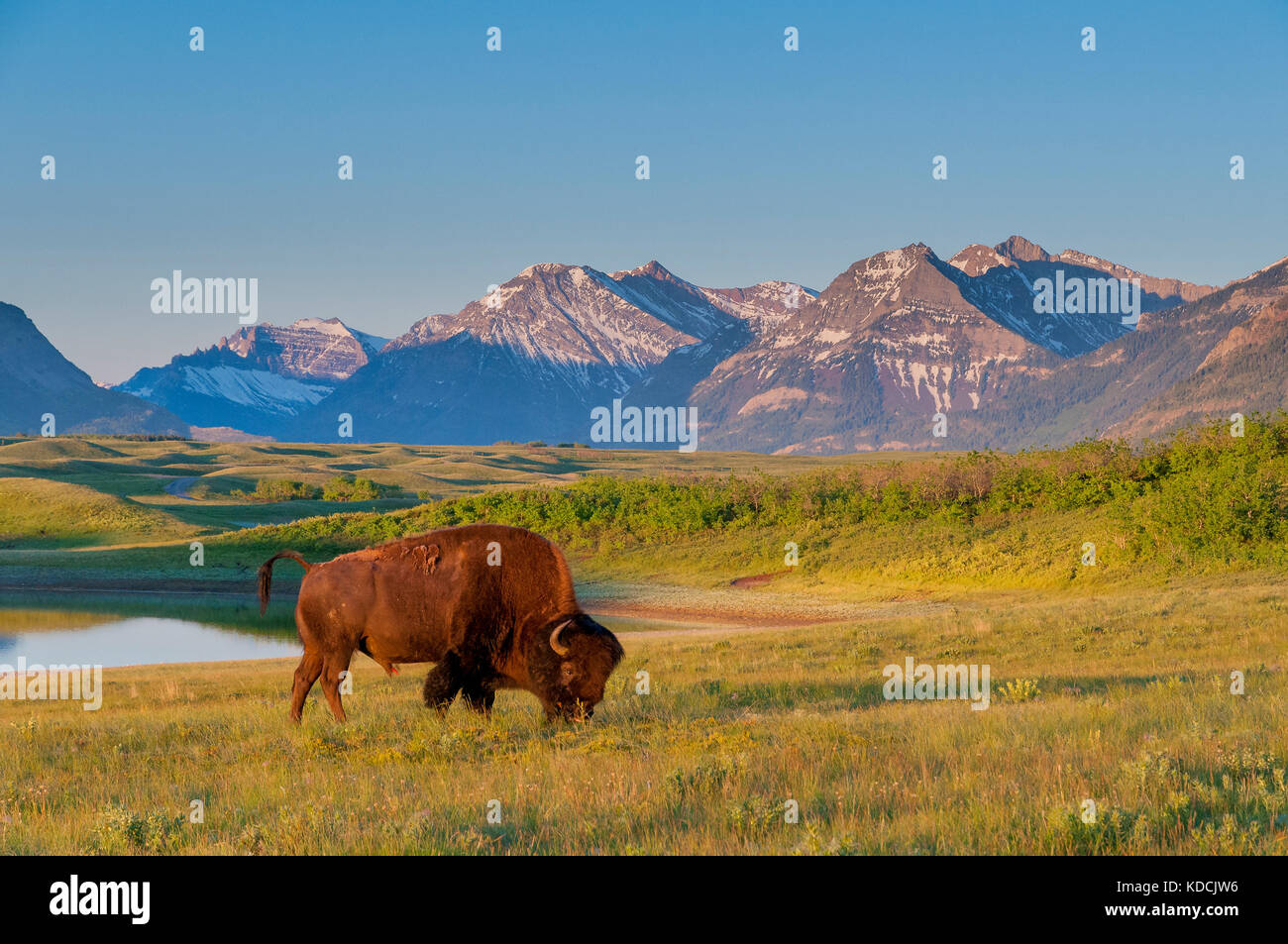 Plains Bison, American Buffalo, Bison Paddock, Waterton Lakes National Park, Alberta Stock Photo