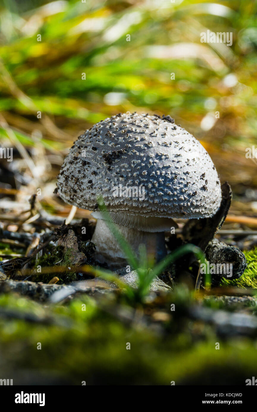 Vertical photo of nice non-edible mushroom. The grey toadstool with spotted cap and stem grows in forest from soil, green grass and moss. Few dry need Stock Photo
