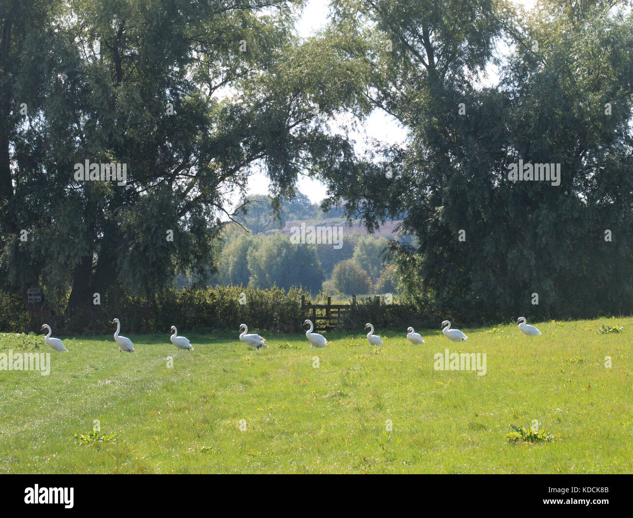 A flock of Mute Swans walking across a field in single file, UK Stock Photo