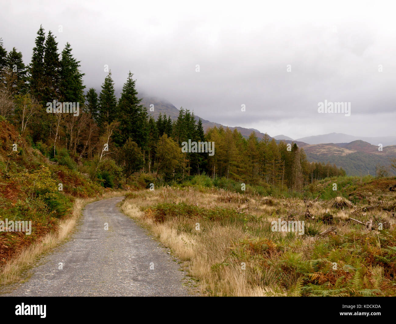 Forestry track, Coed Felenrhyd, Gwynedd, Snowdonia National Park, North Wales, UK Stock Photo