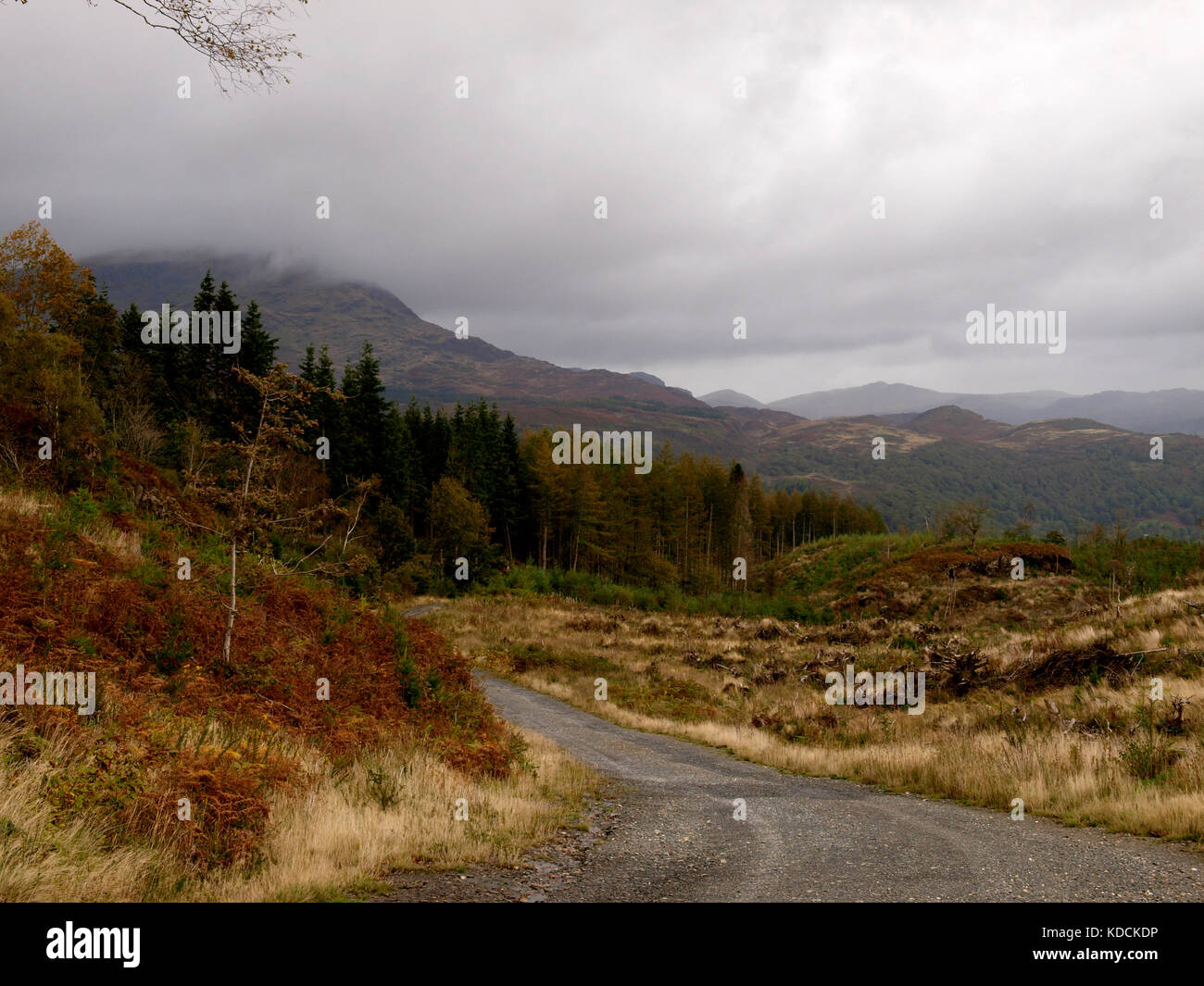 Foresty Track Forestry track, Coed Felenrhyd, Gwynedd, Snowdonia National Park, North ...