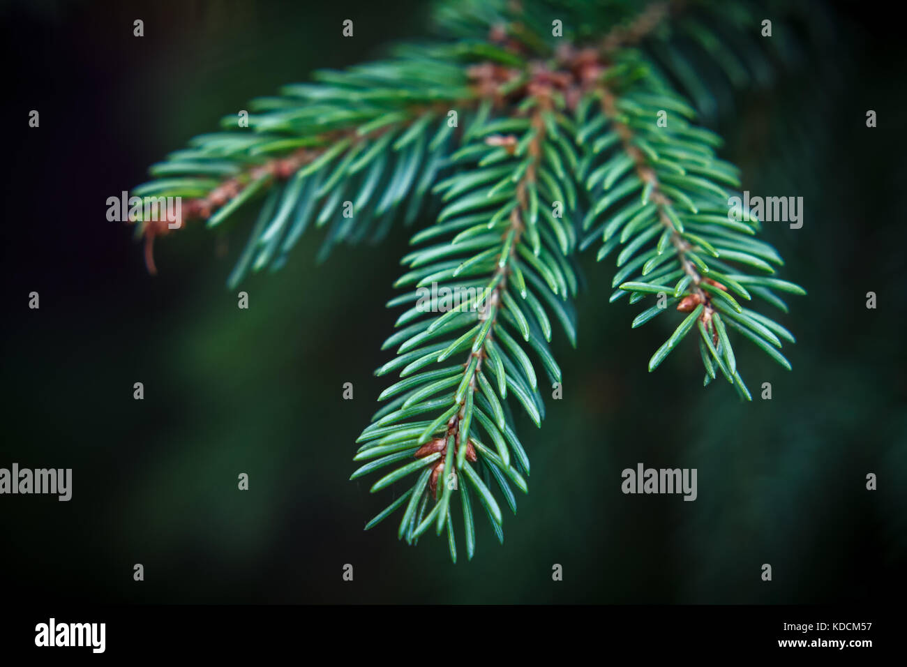 Three small green spruce sprigs (macro) Stock Photo