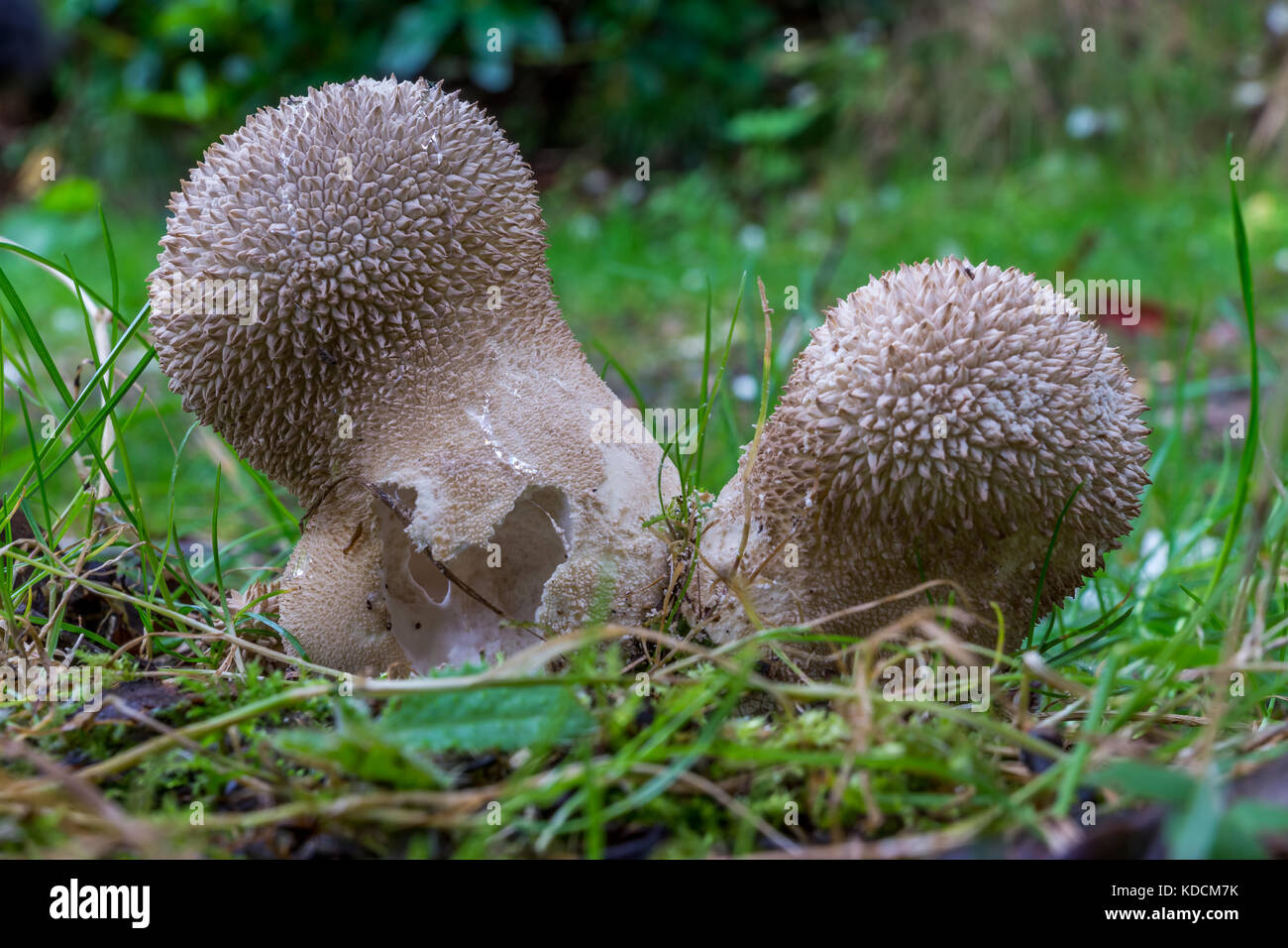 Giant Puffball grows out of the ground surrounded by grass. Stock Photo