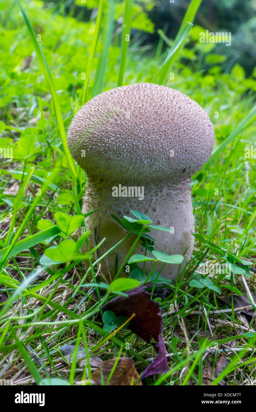 Giant Puffball grows out of the ground surrounded by grass. Stock Photo
