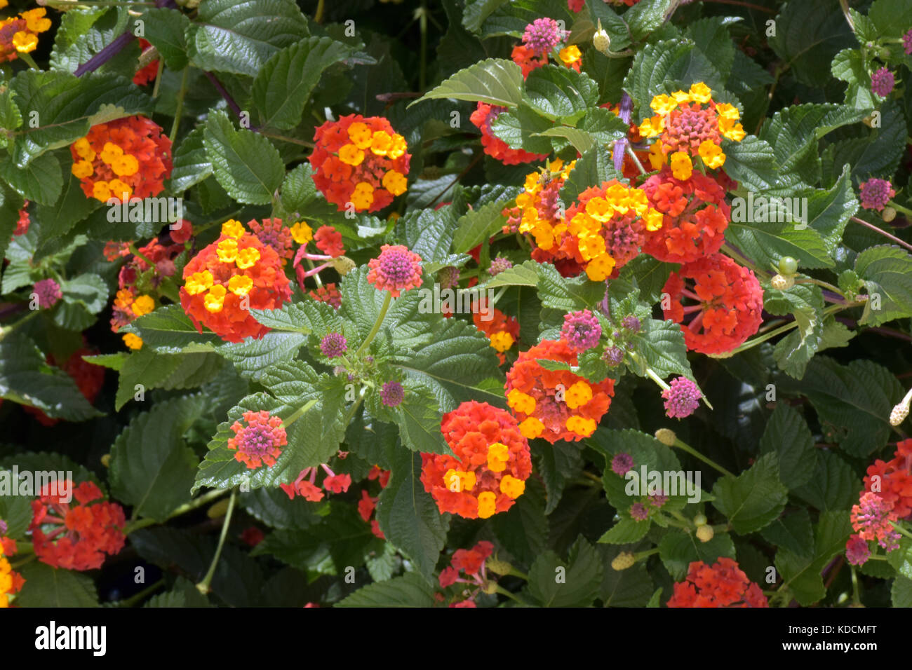 Lantana camara shrub, clusters of yellow / orange flowers, green leaves