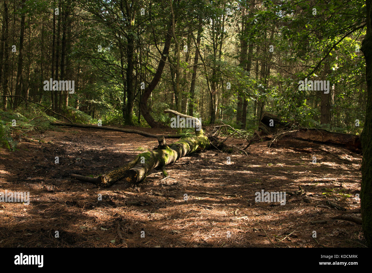 Woodlands, Fallen Tree, Wooded Area. Stock Photo