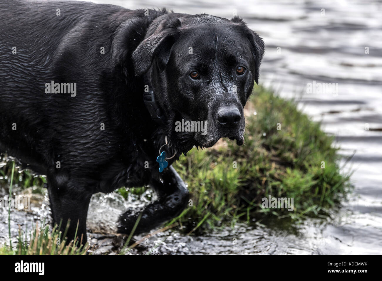 Black labrador retriver hi-res stock photography and images - Alamy