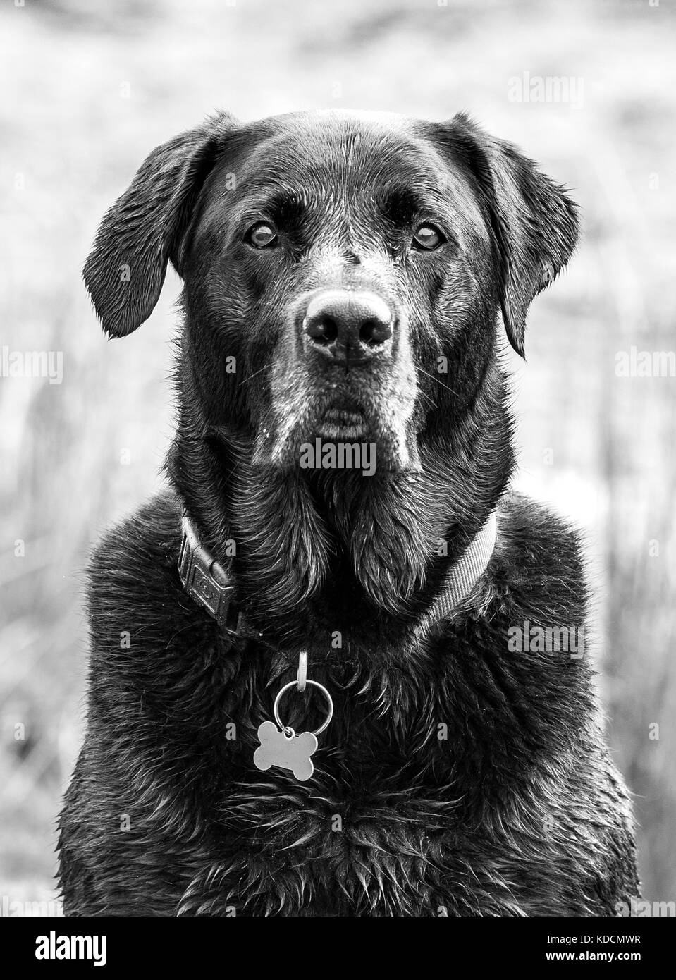Portrait of labrador Stock Photo