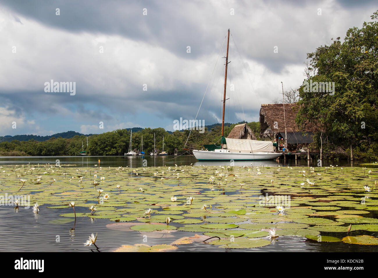 Docked sailboats docked along the shore of Rio Dulce, with water lilies