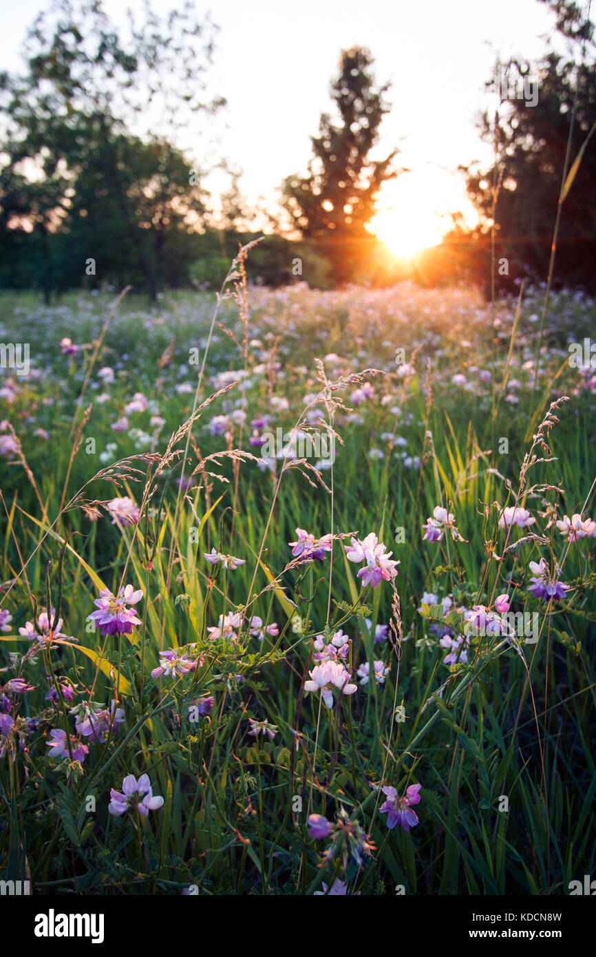Wildflowers field sunset hi-res stock photography and images - Alamy