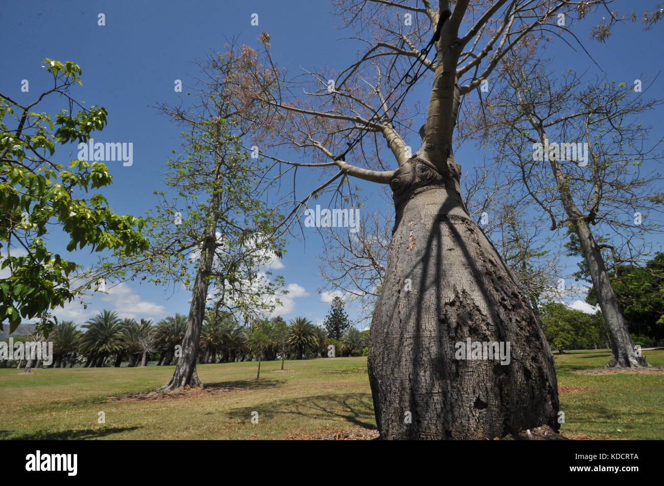 Narrowleaved bottle tree (Brachychiton rupestris), Anderson Park