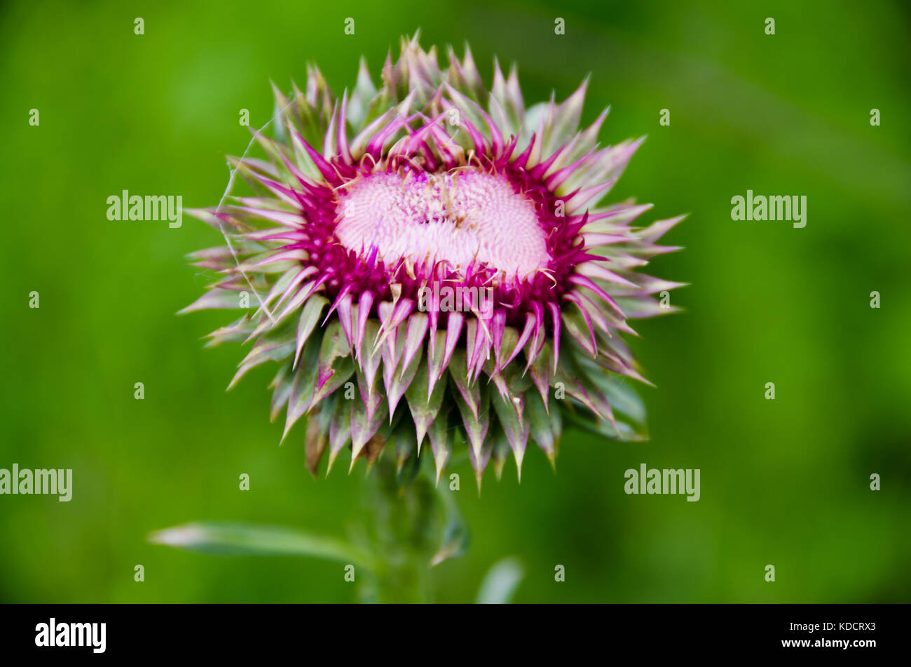 Purple thistle like flower hires stock photography and images Alamy