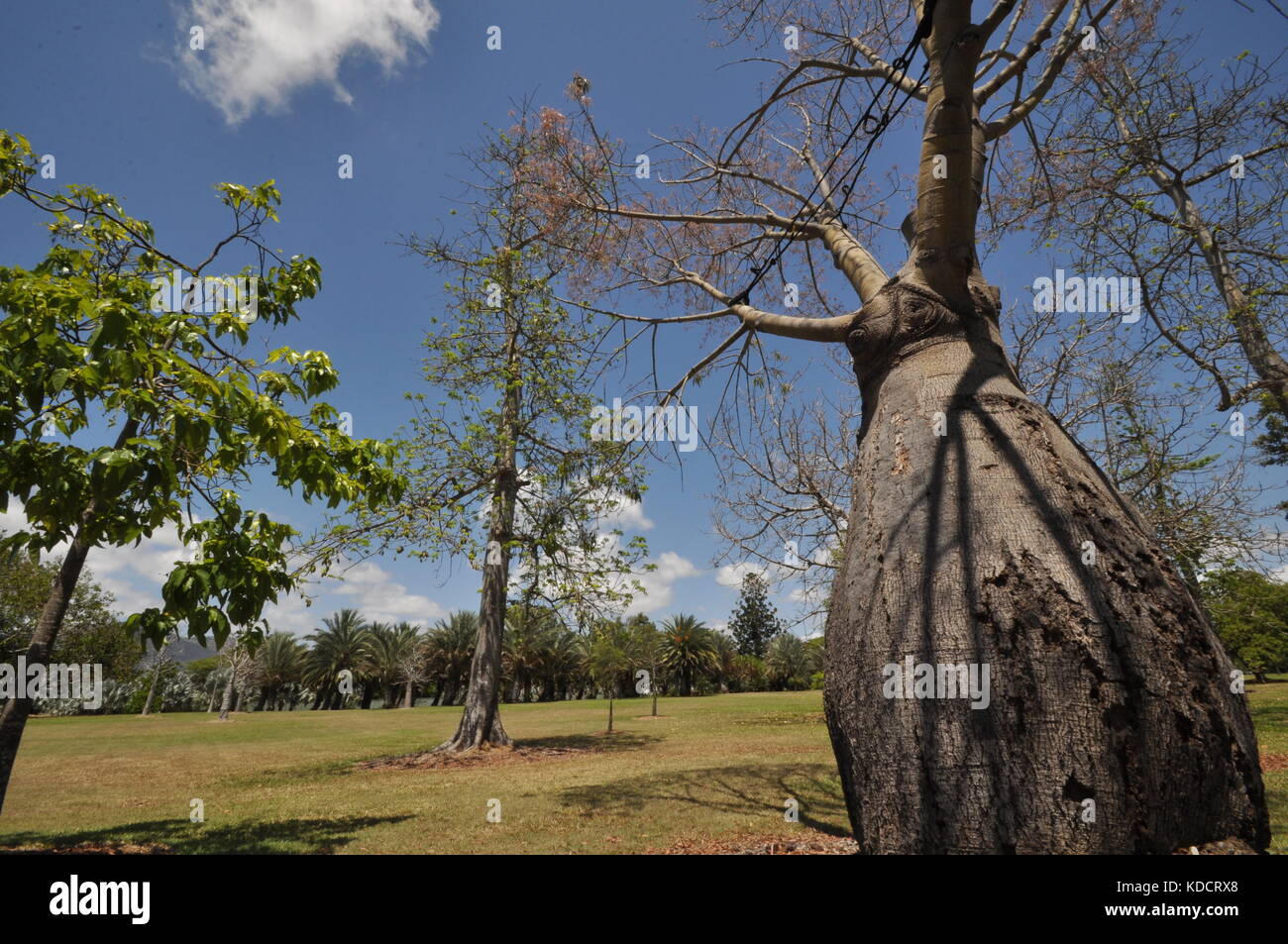 Narrowleaved bottle tree (Brachychiton rupestris), Anderson Park