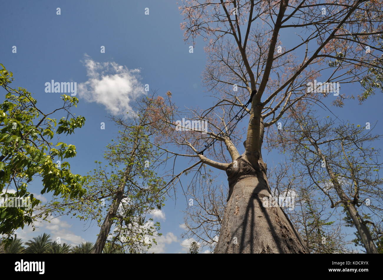 Narrowleaved bottle tree (Brachychiton rupestris), Anderson Park