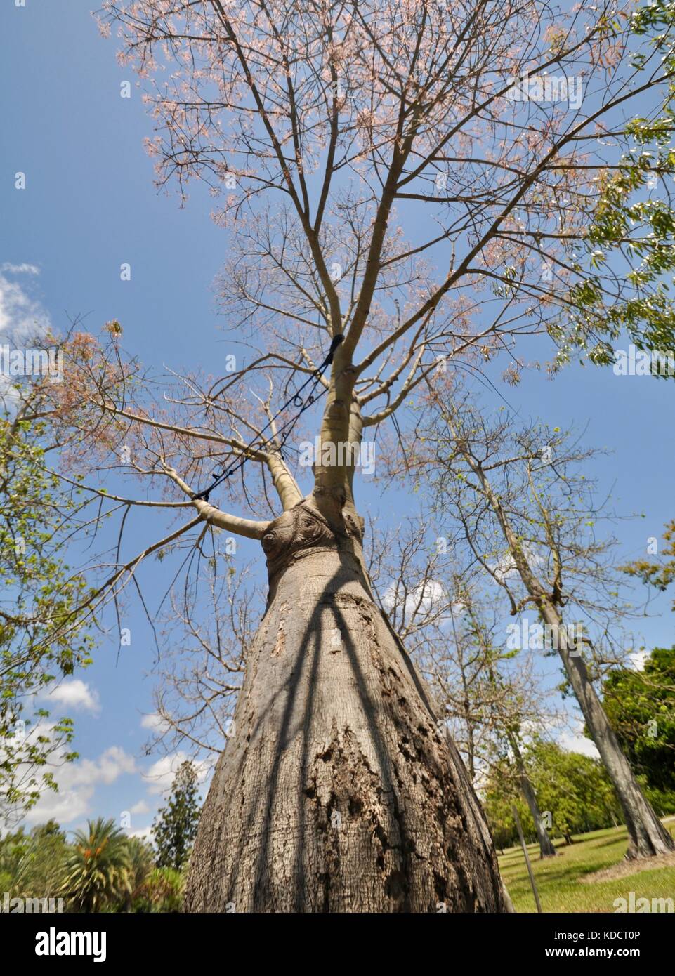 Narrowleaved bottle tree (Brachychiton rupestris), Anderson Park