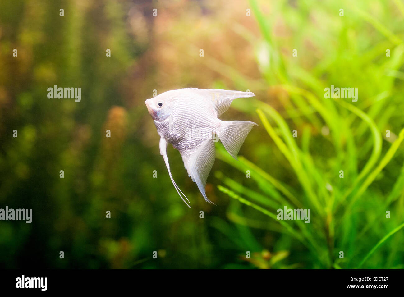 Angelfish scalare swimming underwater in fresh aquarium. Stock Photo