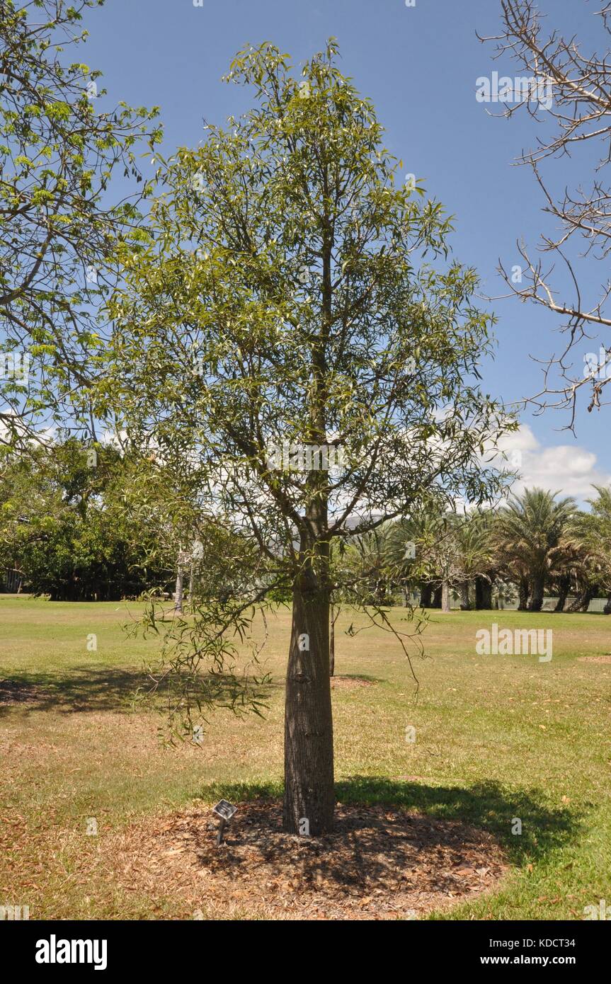 Young Narrowleaved bottle tree (Brachychiton rupestris), Anderson Park