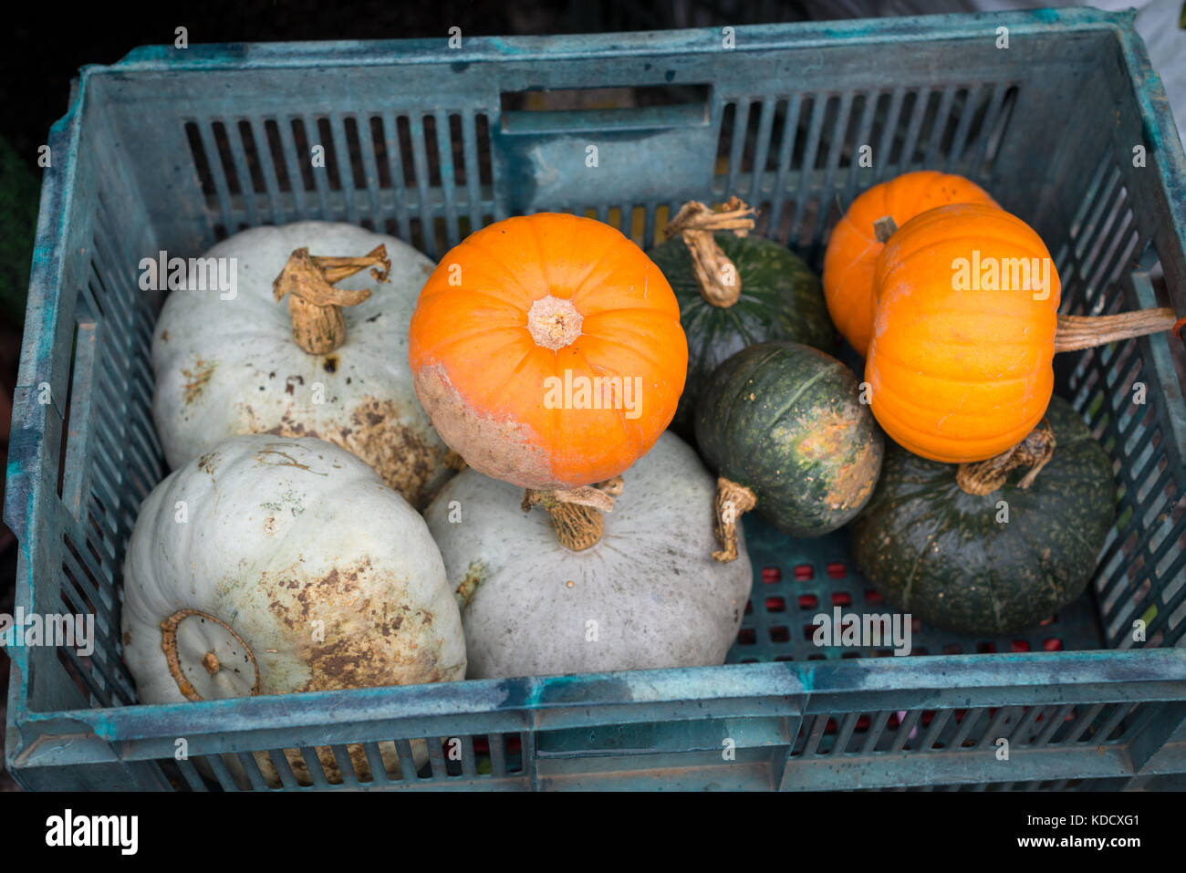 A crate of small pumpkins for sale at the annual Pumpkin Weigh at the