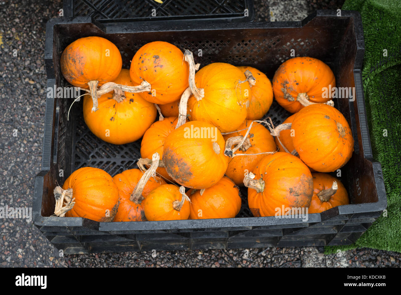 A crate of small pumpkins for sale at the annual Pumpkin Weigh at the