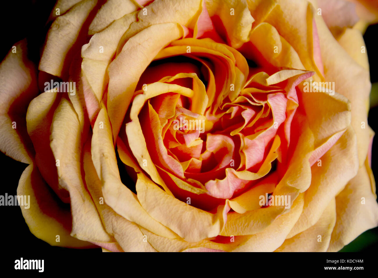 Open orange flower of the family of roses Stock Photo - Alamy
