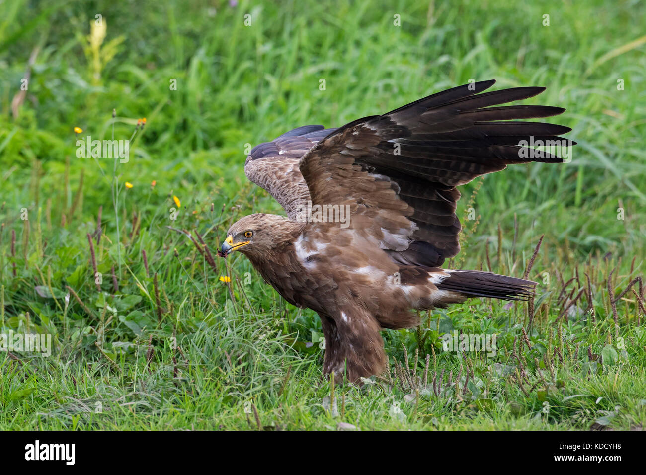 European Eagles Stock Photos European Eagles Stock Images