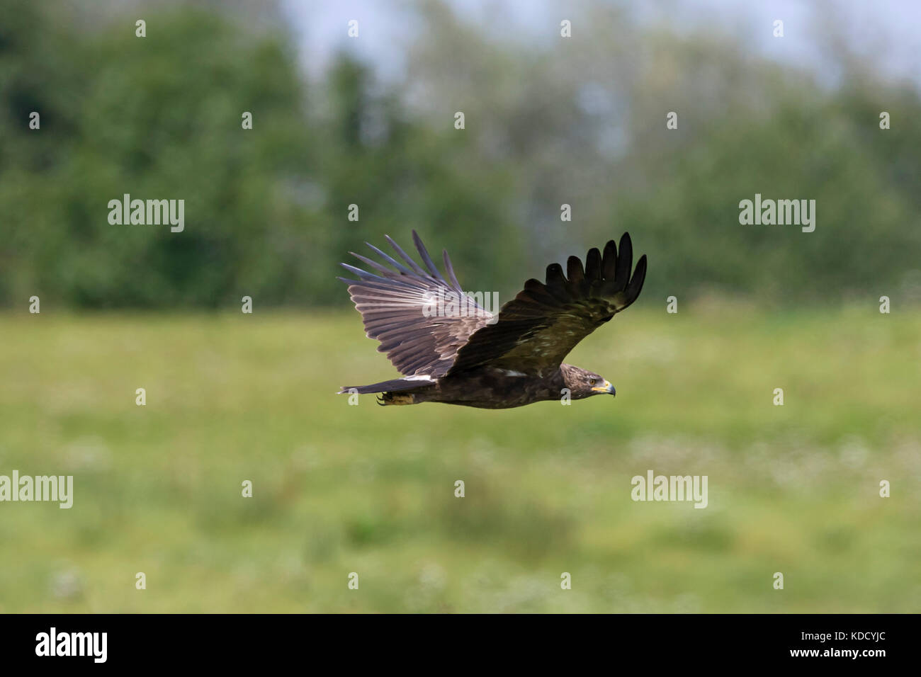 Lesser spotted eagle (Clanga pomarina / Aquila pomarina) in flight over grassland Stock Photo