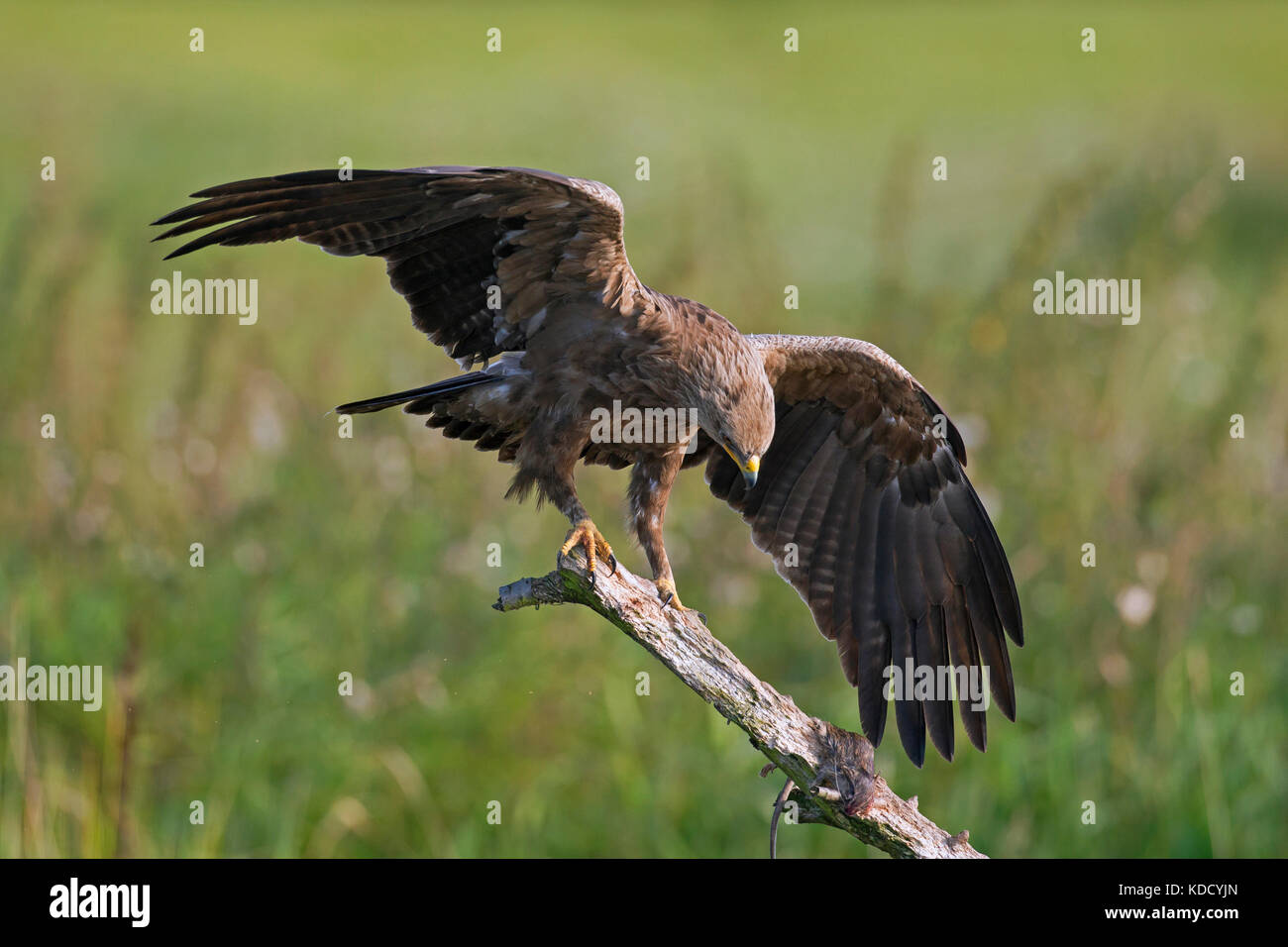 Lesser spotted eagle (Clanga pomarina / Aquila pomarina) landing on branch with prey Stock Photo