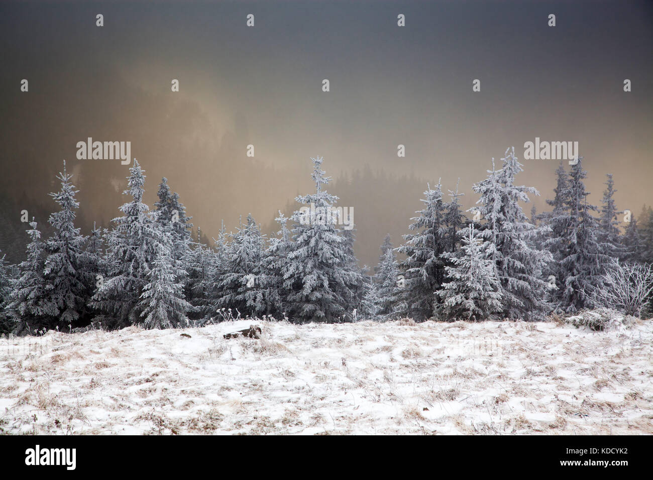 winter landscape with snowy fir trees in the mountains Stock Photo - Alamy