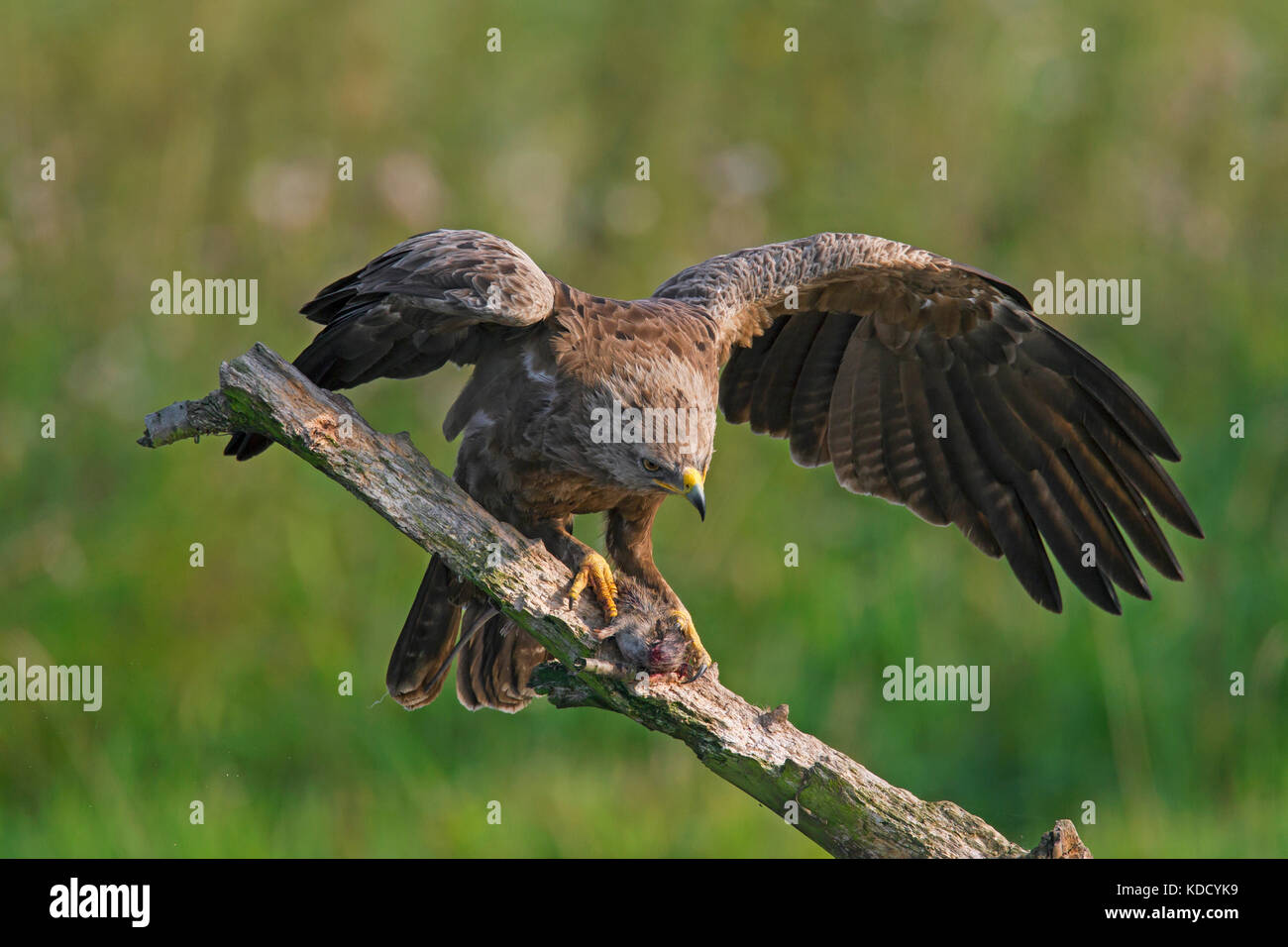 Lesser spotted eagle (Clanga pomarina / Aquila pomarina) on branch eating caught rat Stock Photo