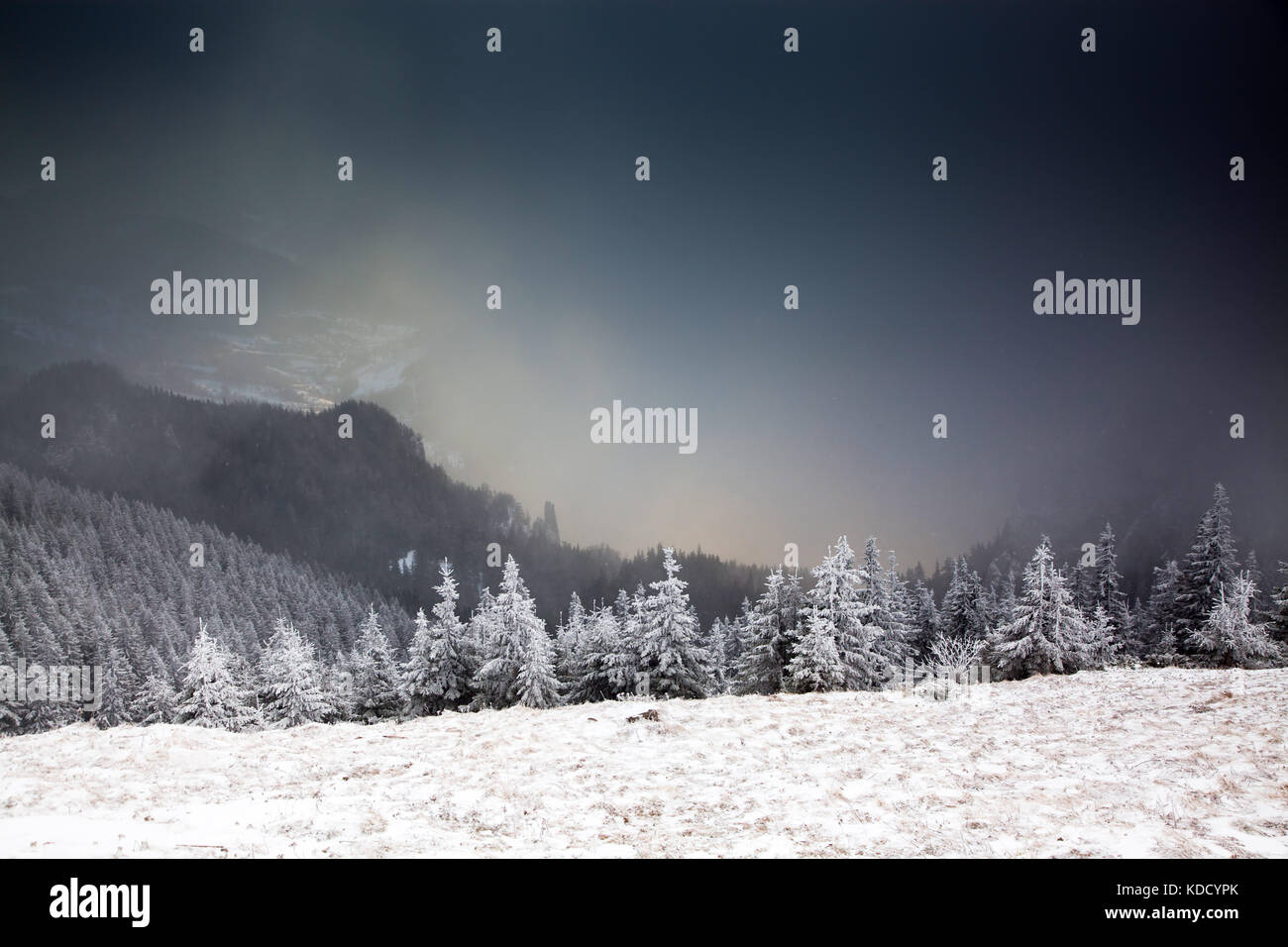 winter landscape with snowy fir trees in the mountains Stock Photo - Alamy
