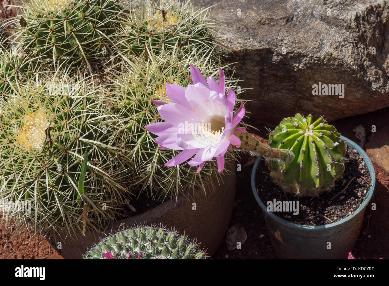Flower of Echinopsis oxygona cactus, Arizona, United States of America Stock Photo