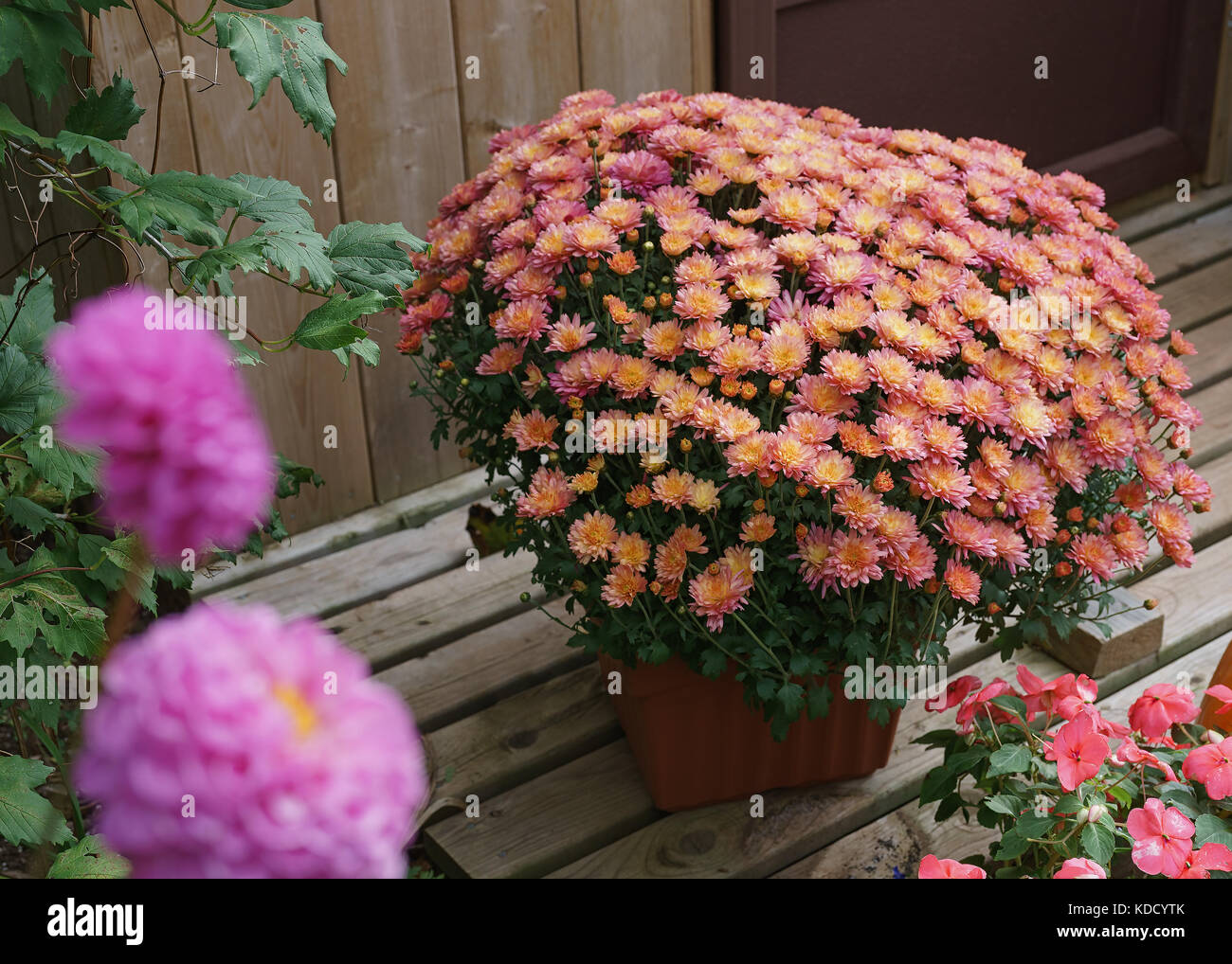 Pink orange mum plant on a wooden deck in the garden. Stock Photo