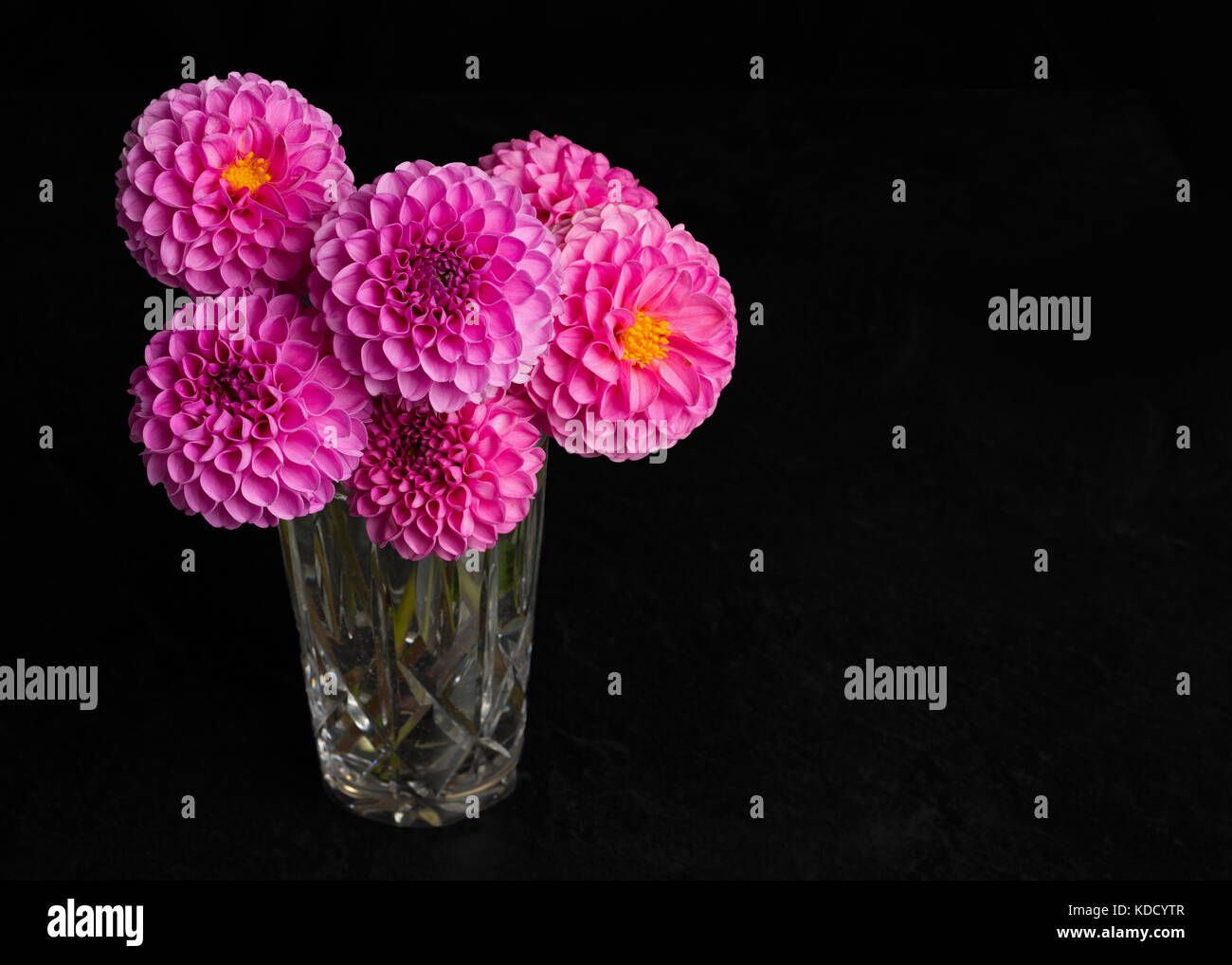Bouquet of pink pompom dahlias in a crystal glass. Stock Photo