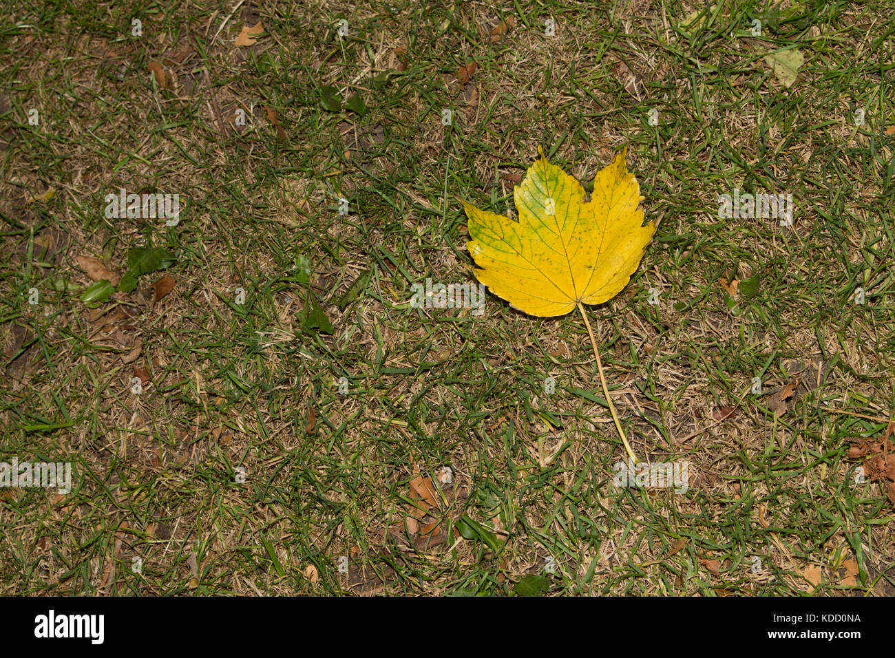 A simple yellow leaf laying on the ground on its own, perfectly symmetrical . Stock Photo