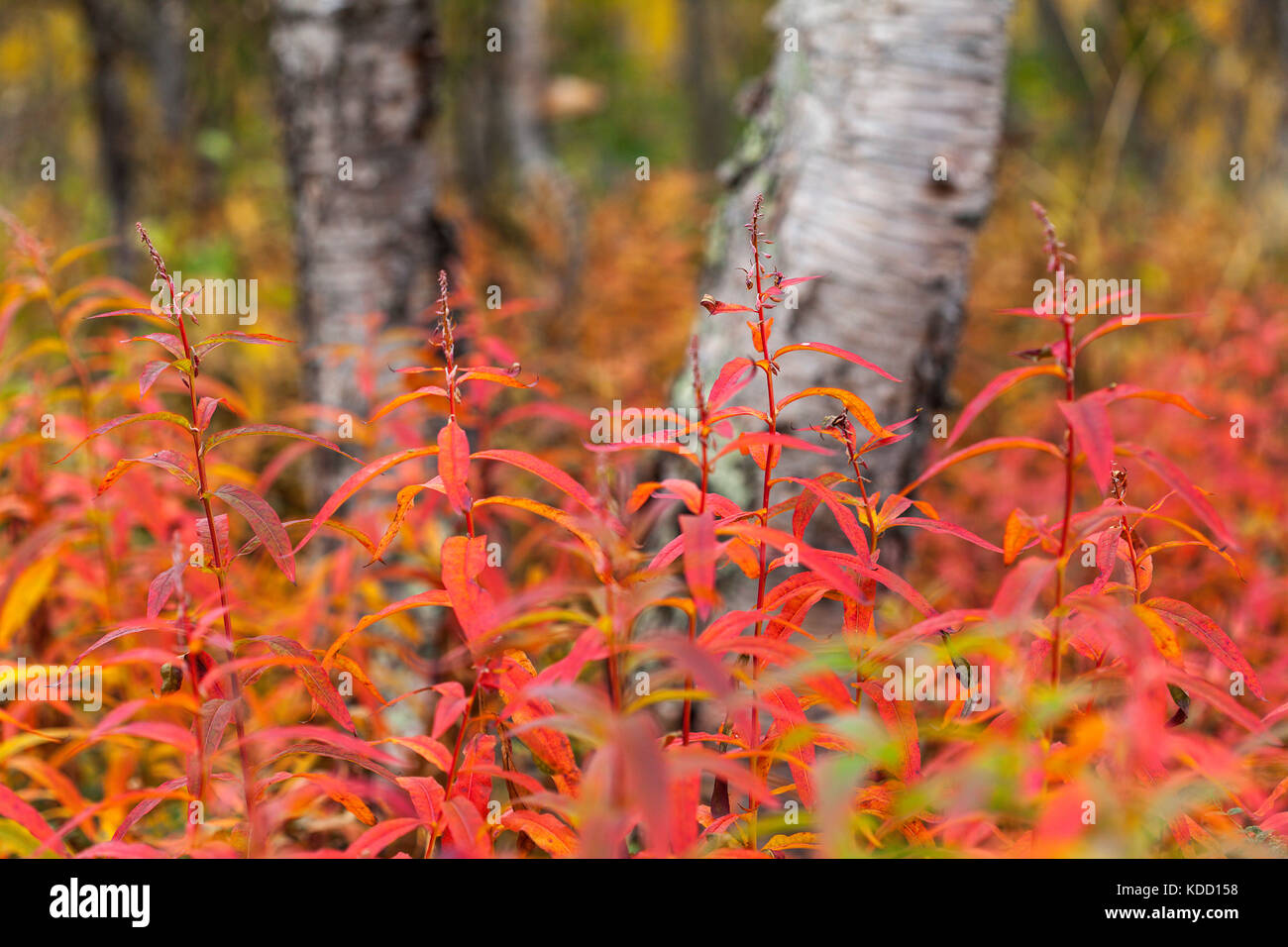 Closeup of fireweed, willowherb on a meadow, autumn. Colorful valley up North. Stock Photo