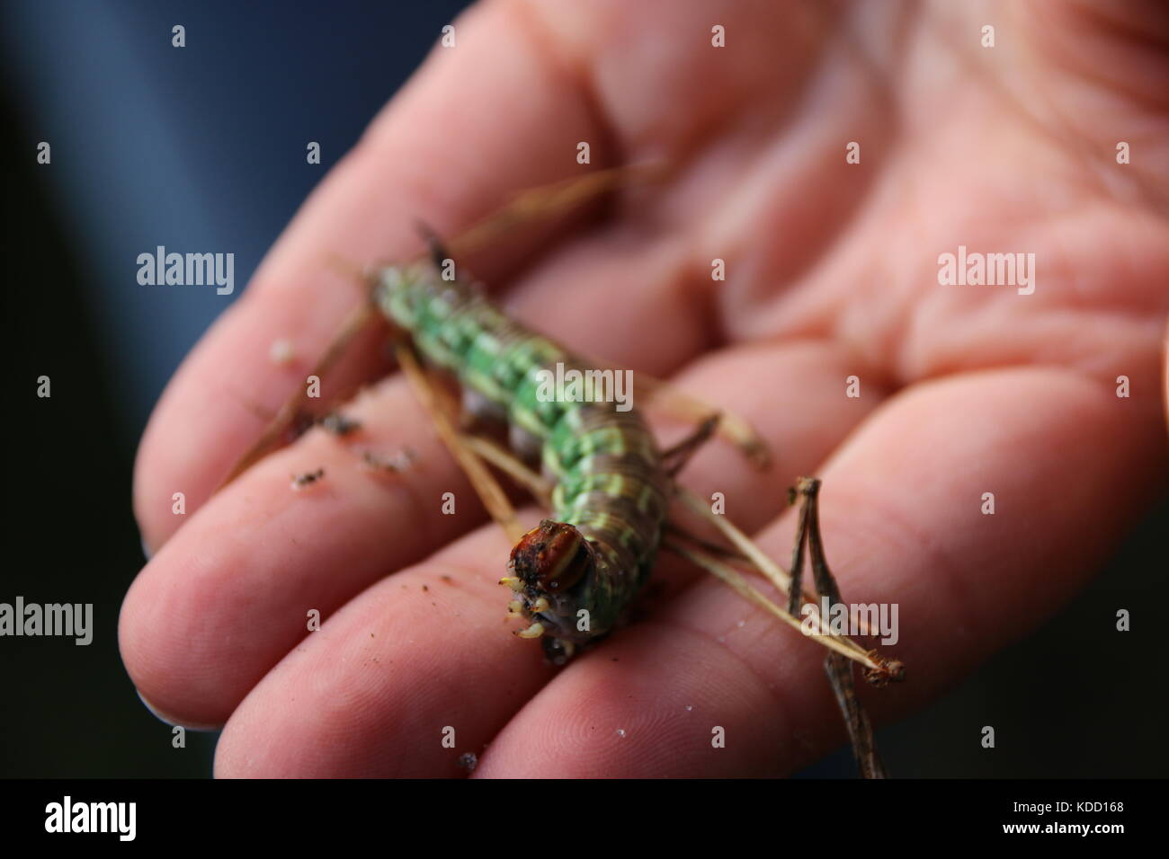 Watercolor worm hi-res stock photography and images - Alamy