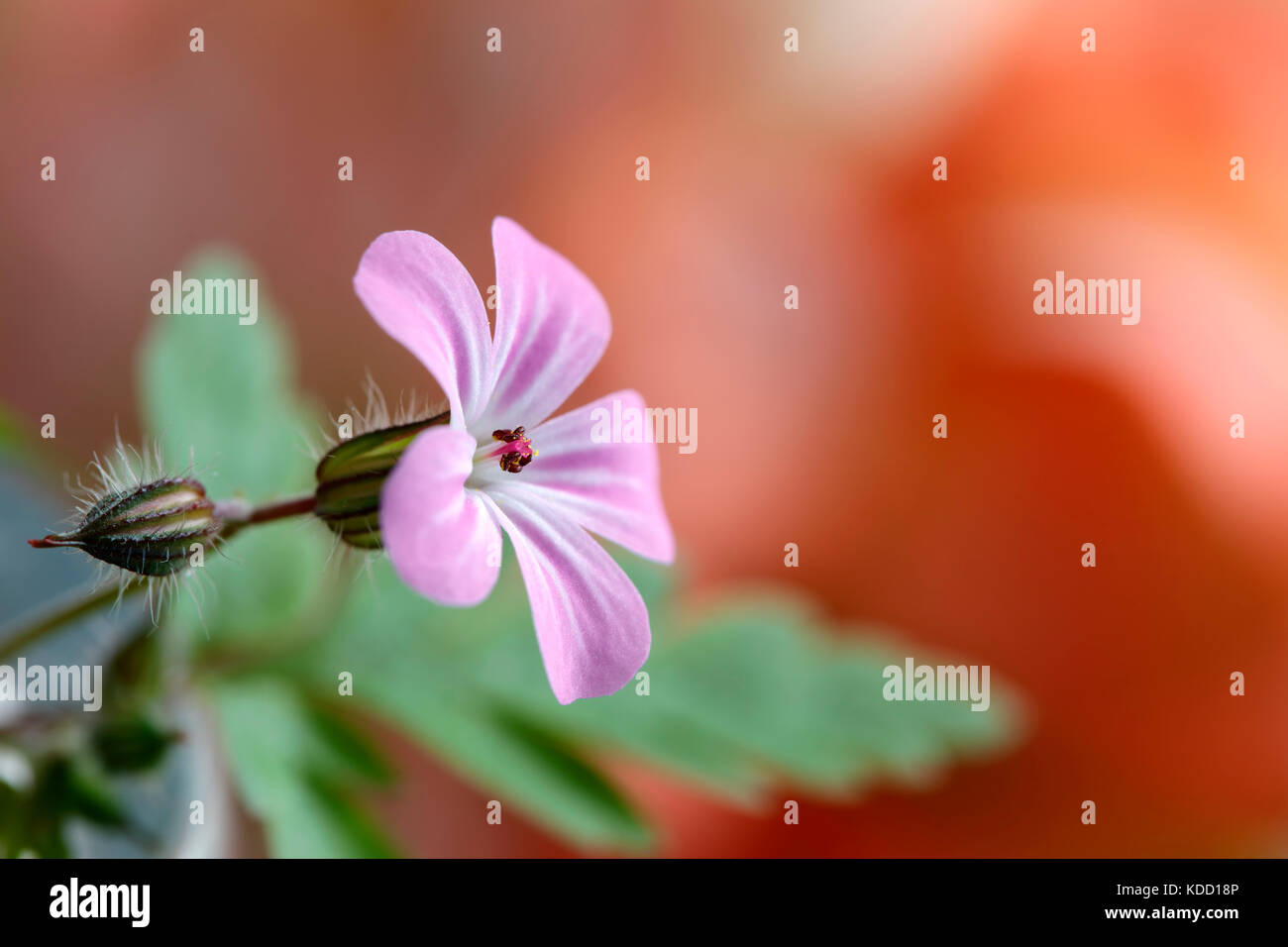 Herb Robert plant (Geranium Robertianum Stock Photo Alamy
