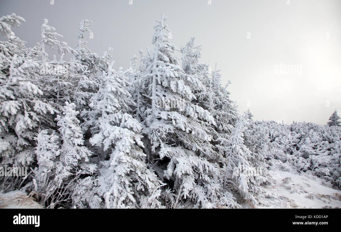 winter landscape with snowy fir trees in the mountains Stock Photo - Alamy