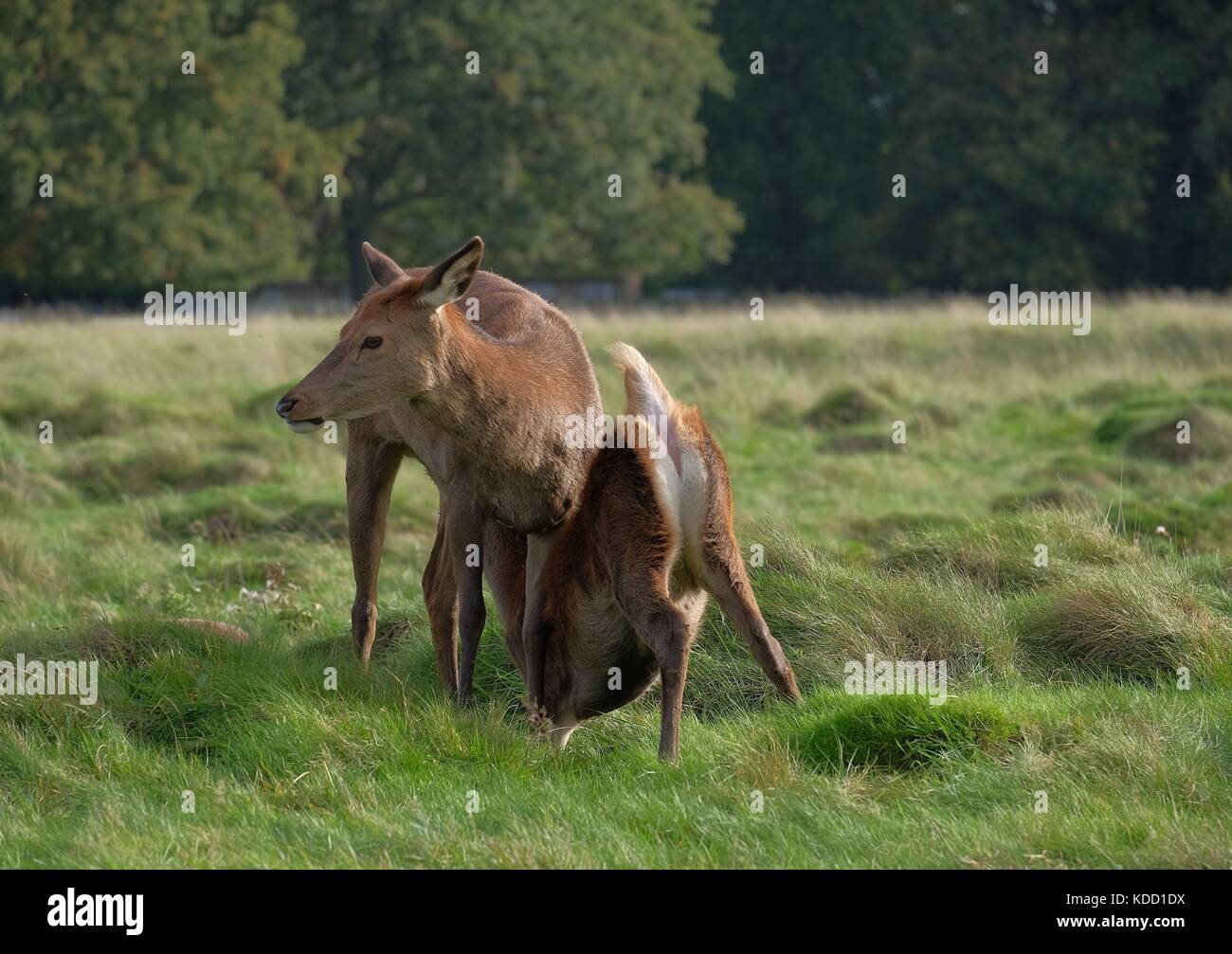 red deer in rutting season Stock Photo - Alamy