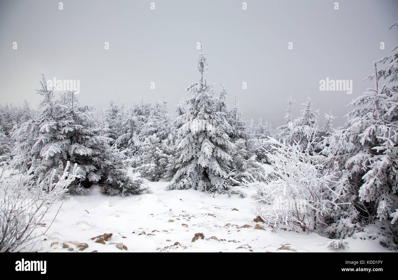 winter landscape with snowy fir trees in the mountains Stock Photo - Alamy