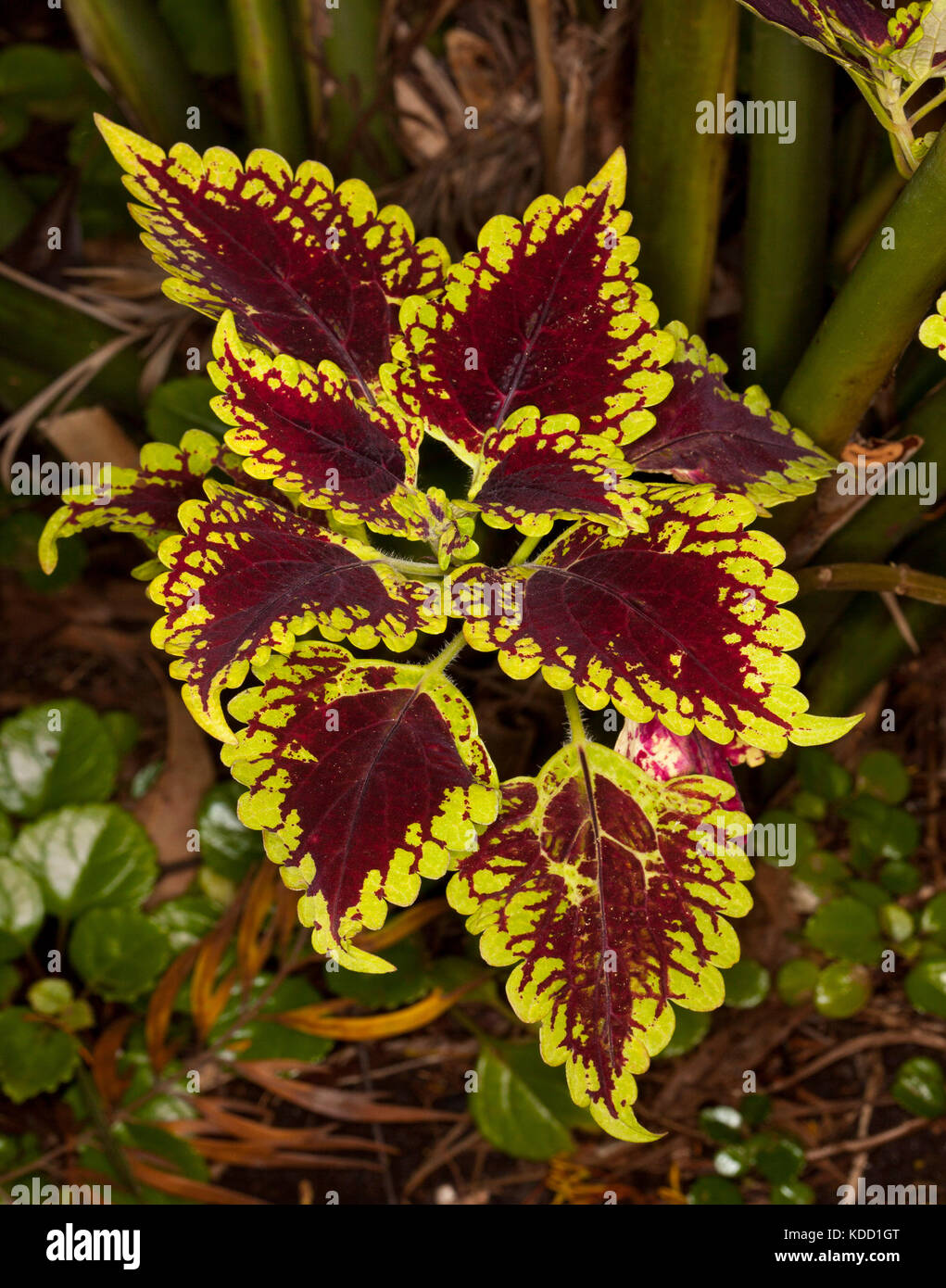 Colourful dark red and yellow variegated foliage of coleus, Solenostemon cultivar 'Carnival' Stock Photo