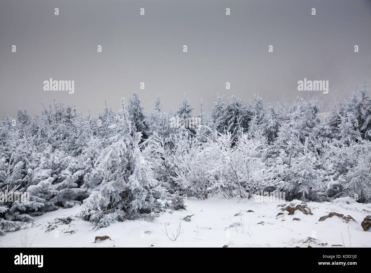 winter landscape with snowy fir trees in the mountains Stock Photo - Alamy