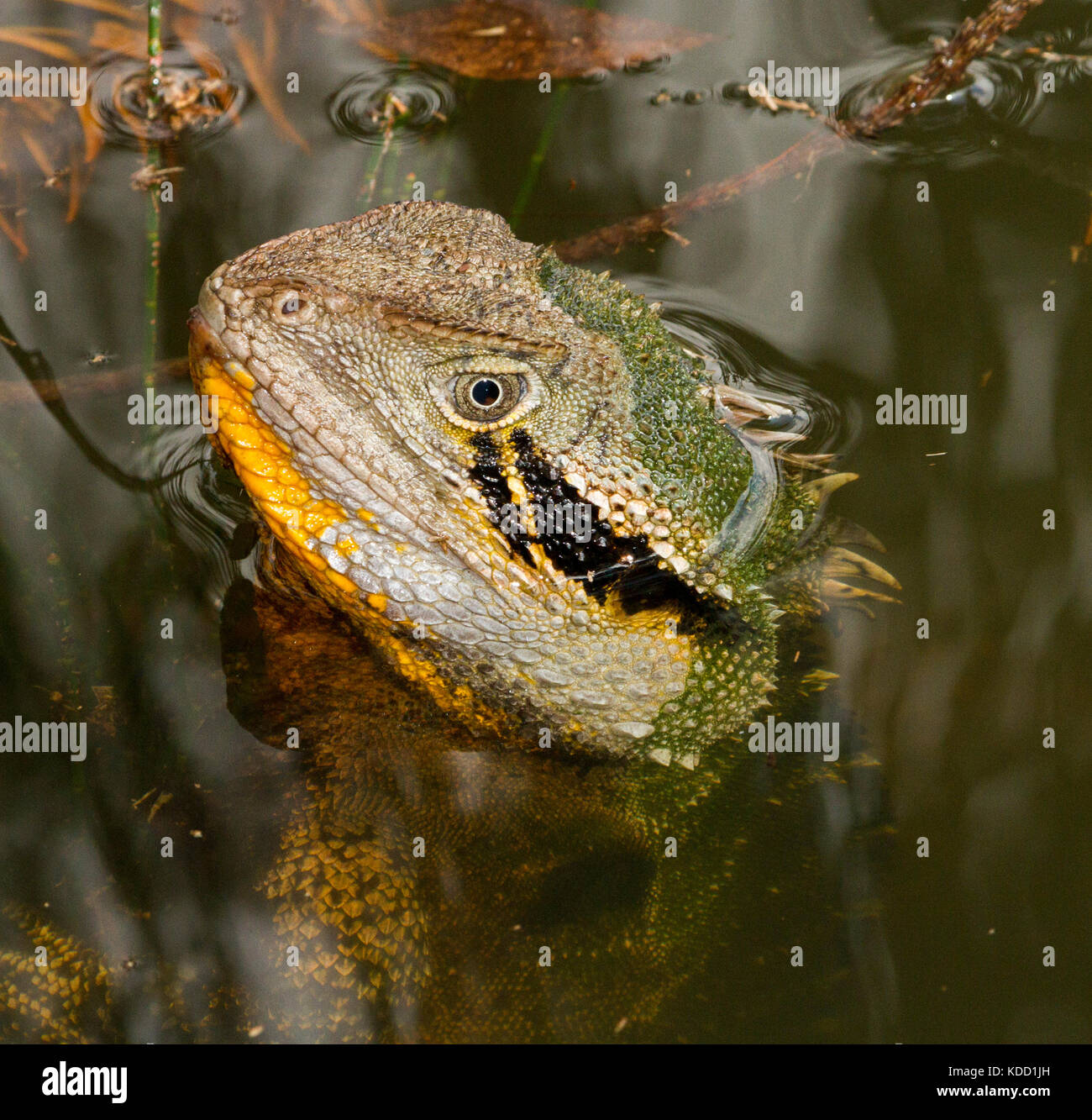 Head of Australian eastern water dragon, Itellegama lesueurii, in the